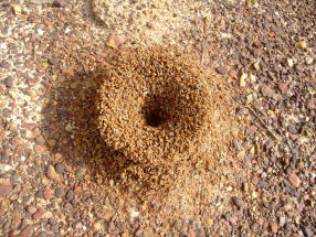ANT MOUNDS